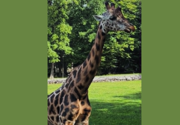 Wycieczka przedszkolaków do ZOO